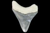 Serrated, Fossil Megalodon Tooth - Florida #110452-1